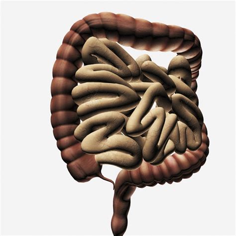 Medical Illustration Of The Large Intestine And Small Intestine Three