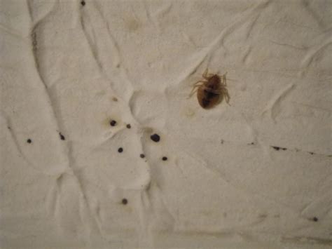 Can Bed Bugs Get On Your Ceiling Shelly Lighting