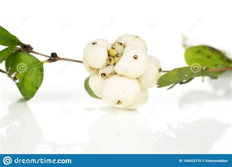White Winter Snowberry Isolated On White Stock Photo Image Of Green