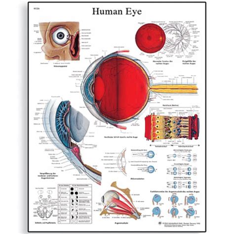 Human Eye Chart 1001496 3b Scientific Eye Anatomy Poster