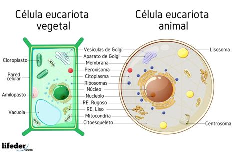 C Lula Eucariota Caracter Sticas Partes Funciones Tipos