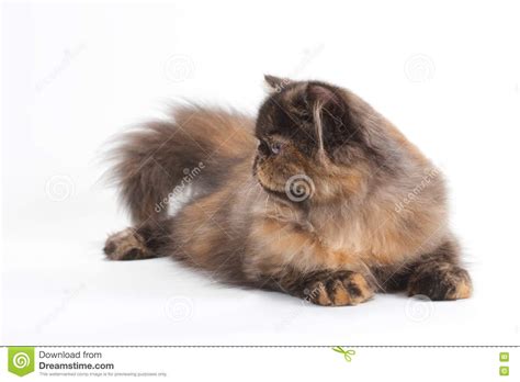 Female Persian Cat Breed In Half Face Stock Image Image Of Black