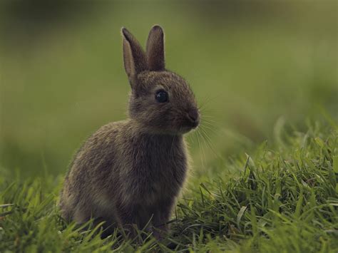 Common Rabbit Diseases