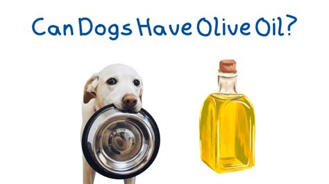 Can Dogs Have Olive Oil Yes But Why