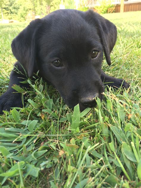 Vet checked and health guaranteed. Pin by Christine Bozik on AKC Black Lab Puppies For Sale ...
