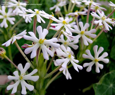 After all, you live in the same climate with the. PlantFiles Pictures: Night Phlox, Midnight Candy ...