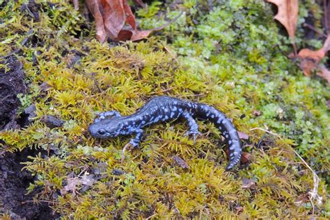 Blue Spotted Salamander Ambystoma Laterale Morris County Nj