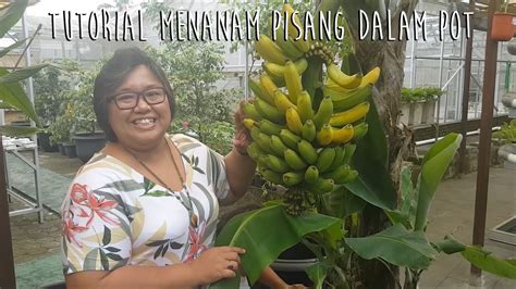 Cara menanam pisang tidaklah serumit cara menanam lidah buaya yang membutuhkan perawatan khusus pada media tanamnya. Cara Menanam Pisang Agar Berbuah Lebat | Seputar Buah