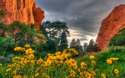 Spring Flowers In The Garden Of The Gods In Colorado Desktop Wallpaper