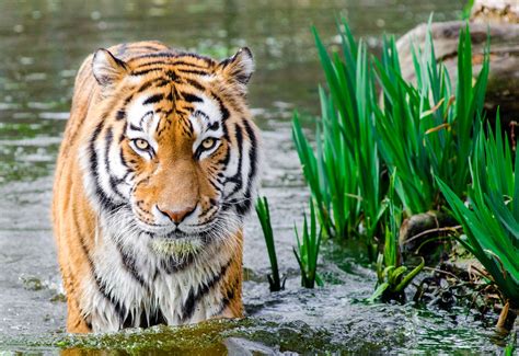 Tiger Behavior and Appearance Tiger Behavior and Appearance
