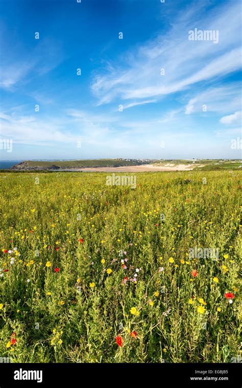 Wild Flower Pentire Head Near Hi Res Stock Photography And Images Alamy
