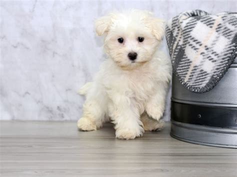 Maltese Dog Male White 3247301 Petland Lewis Center