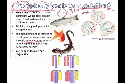 Polyploidy Leads To Speciation Ib Biology Youtube