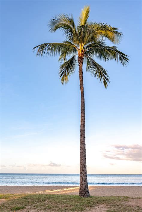 A Single Perfect Palm Tree On A Tropical Island Hawaii Vacation Travel Fine Art Photo Digital