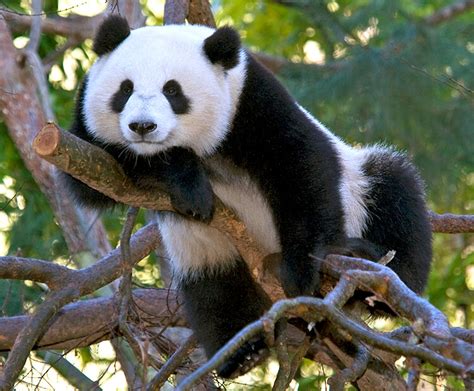 Cute baby panda pictures pandas are the world's most adored animal. Cute Baby Panda Images HD Pictures Collections And Facts