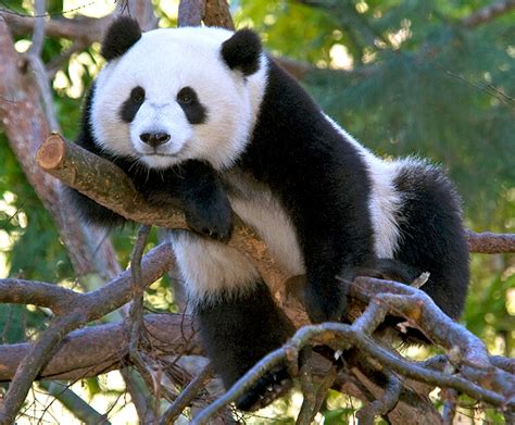 Maybe you would like to learn more about one of these? Cute Baby Panda Images HD Pictures Collections And Facts