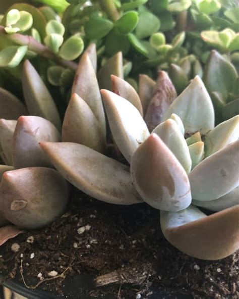 How To Propagate Sedum Using Seeds Division And Leaf Or