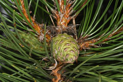 Pinus Resinosa Red Pine