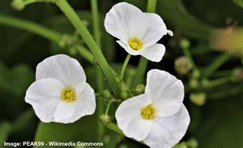 The 14 Most Beautiful Aquatic Flowers To Grow In Water