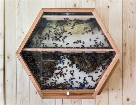 Modular Bee Hives Allow You To Observe And Learn About Pollination