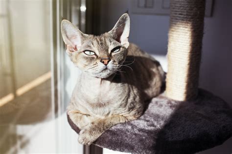 If this is the case your cat will signs that your cat has been stung by a bee or wasp. Cat Stung by Bee or Wasp? What You Need to Know | Hills Pet