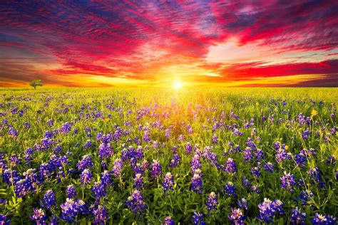 1920x1080px 1080p Free Download Rural Texas Bluebonnets And