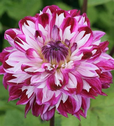 Dahlia ‘optic Illusi Beautiful Gorgeous Pretty Flowers Exotiska