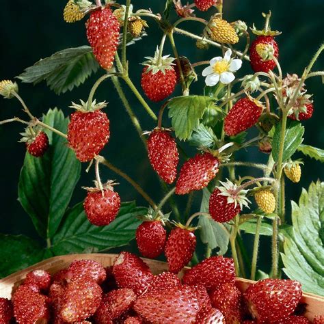 Alpine Strawberry 'Mignonette' Wild Strawberries - Store - Strawberry ...