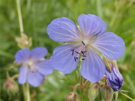 British Wildlife A Veined Blue Wild Flower