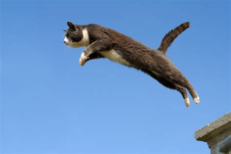 Domestic Cat Jumping Stock Photo Download Image Now Domestic Cat