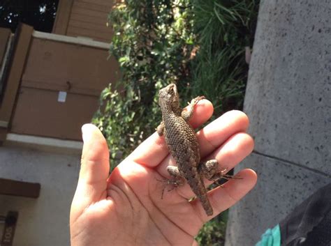 Keep in mind, however, that the cat will probably kill the lizard, so this may only be an option if the lizard is wild. How to Catch a Common House Lizard and Keep It As a Pet ...