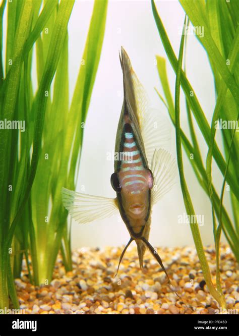 Front Of Thin Striped Tropical Fish Swimming Forward Through Plants