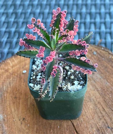 Succulent Plant With Small Pink Flowers Sedum Stonecrop Hardy