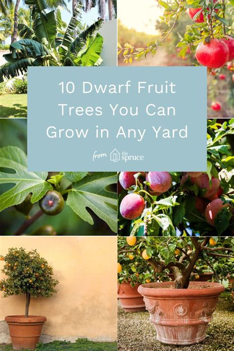 Fruits of my labor famous quotes & sayings: Discover Great Dwarf Fruit Trees You Can Grow in Any Yard | Dwarf fruit trees, Small fruit trees ...