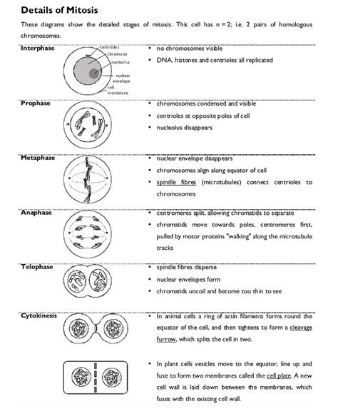 Click around and learn about cell structure. Events in mitosis. | Bio - Mitosis & Meiosis | Pinterest ...