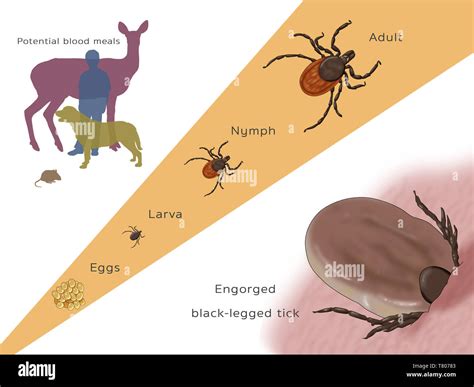 Life Stages Of A Black Legged Tick Illustration Stock Photo Alamy