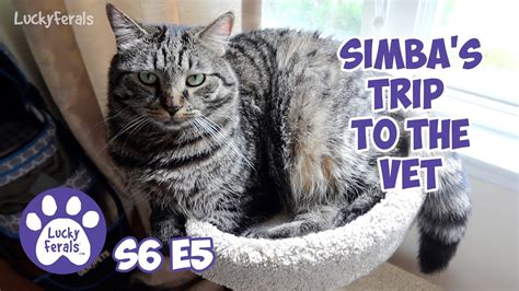 Simbas Trip To The Vet 3 Cats In Carriers A New Pet Stroller S6 E5