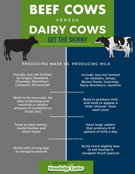 Beef Cows Vs Dairy Cows Get The Skinny Beef Cow Dairy Cows Dairy