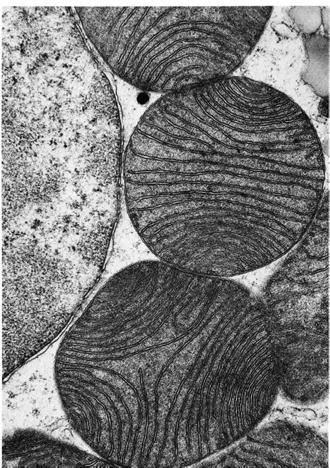 The Cell An Image Library Image Cil11428 Microscopic Cells