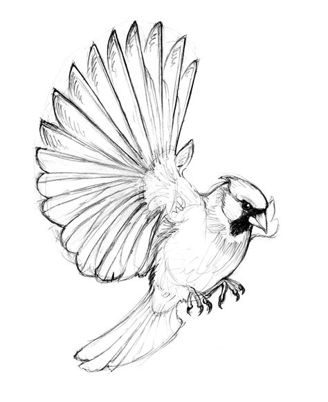 Pin By Dmitry Ru On Information Design Cardinal Sketch Bird