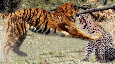 The Tiger Taught The Leopard A Lesson By Giving Punishment In Front Of The Tourists In