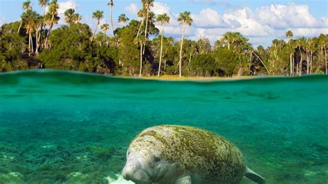 Floridas Pristine Parks Crystal River National Wildlife Refuge
