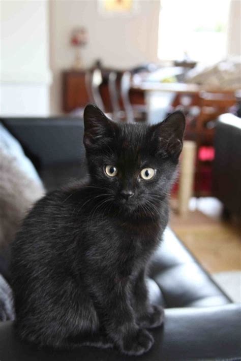 A black cat is a domestic cat with black fur that may be a mixed or specific breed, or a common domestic cat of no particular breed. 40 Beautiful Pictures of Black Cats