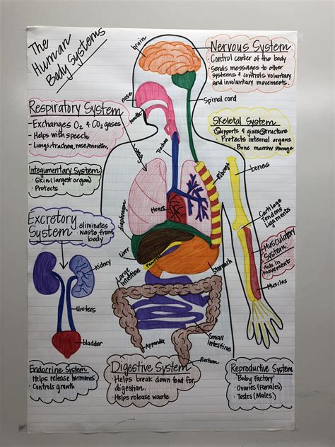 Super Teacher Worksheets Major Organs Of The Human Body Math