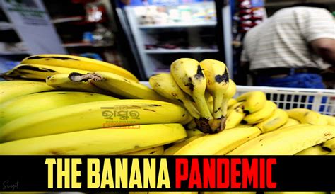 Bananas Face Extinction Threat Due To Fungus Outbreak Scientists