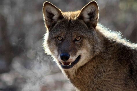 Conservation Groups Sue Usfws To Save Wild Red Wolves Defenders Of