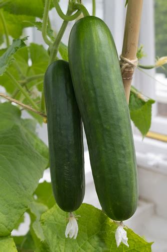 Commercial Hydroponic Farming Understanding Nitrogen Dynamics During Cucumber Growth Season