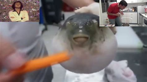 Pufferfish Eating A Carrot Youtube