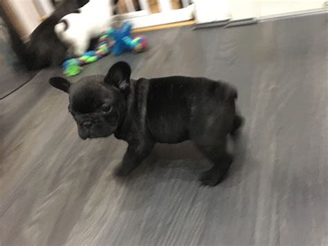Stunning Kc French Bulldog Puppy 1 Male Available 8 Weeks Old