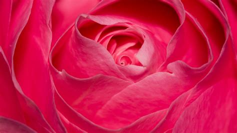 Perfect Pink Rose Wallpapers Hd Wallpapers Id 18379